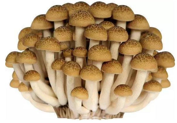 http://gdxshca.cn/ewebeditor/uploadfile/20170914091421667001.png