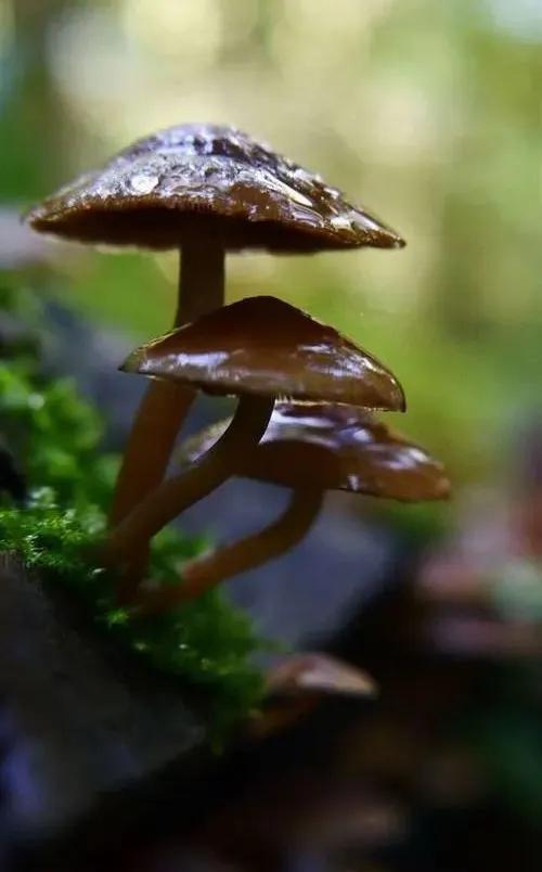 國家蘑菇地理：中國哪里的蘑菇最好吃？