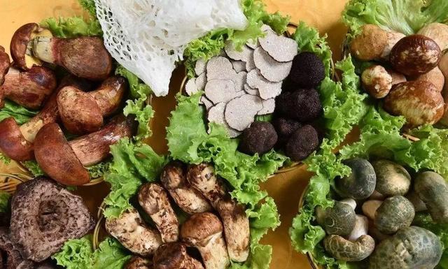 國家蘑菇地理：中國哪里的蘑菇最好吃？