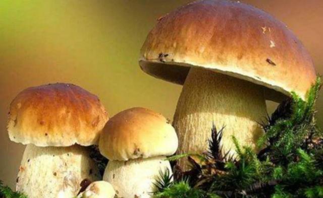 國家蘑菇地理：中國哪里的蘑菇最好吃？